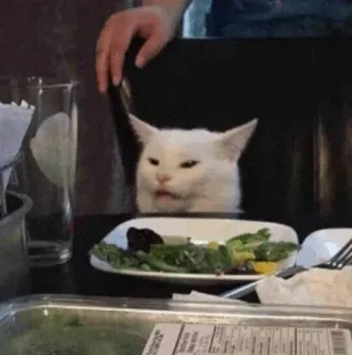 😐 gatto, meme, divertente, tavolo, cena, triste, insalata telegram sticker
