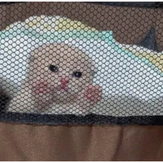 😢 kucing, hewan peliharaan, hewan, imut, felin, kucing domestik telegram sticker