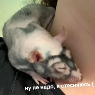 🫣 ну не надо, я стесняюсь ( หนู, สัตว์เลี้ยง, น่ารัก, สัตว์ telegram sticker