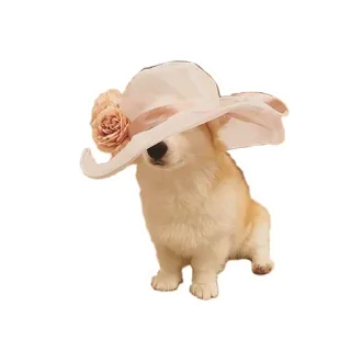 👒 corgi, perro, sombrero, animal, mascota, lindo, moda telegram sticker