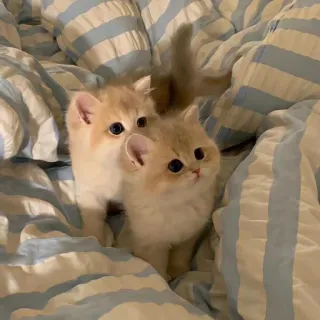 🌟 Katzen, süße Tiere, Kätzchen, Haustiere telegram sticker