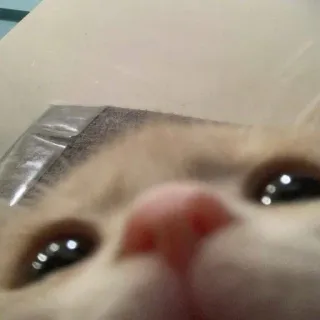 🤩 cat, animal, cone, pet, close up, domestic animal whatsapp sticker