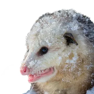 😝 Opossum, Tier, Säugetier, Wildtier whatsapp sticker