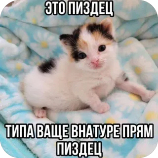 🫥 ЭТО ПИЗДЕЦ
ТИПА ВАЩЕ ВНАТУРЕ ПРЯМ ПИЗДЕЦ chaton, offensant, russe, animal, mignon, chat telegram sticker