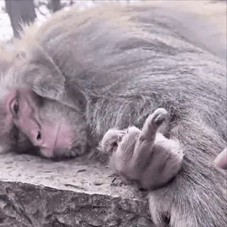 😅 macaco, dedo do meio, gesto ofensivo, rude, animal whatsapp sticker
