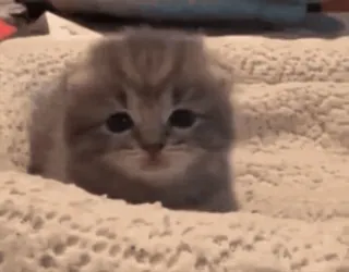 🥺 kitten, kat, schattig, dier, huisdier, fluffy, schattig whatsapp sticker