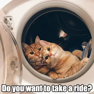 🚲 Do you want to take a ride? gato, gatos, gatito, gatitos, lavadora, animales, mascotas, lindo, divertido telegram sticker