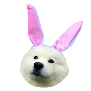 🐰 犬, イースター, うさ耳, ペット, 動物, かわいい telegram sticker