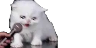 🫠 gattino, gatto, microfono, intervista, carino, animale, animale domestico telegram sticker