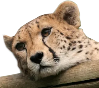 😒 cheetah, animal, mammal, wildlife, big cat whatsapp sticker