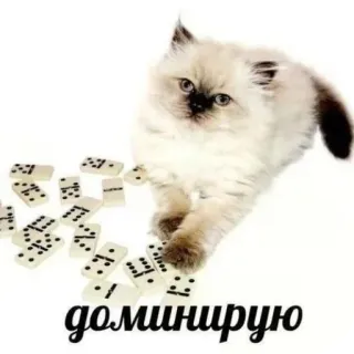 🐱 доминирую chat, chaton, dominos, jouer, mignon, animaux, animal de compagnie, jeu telegram sticker