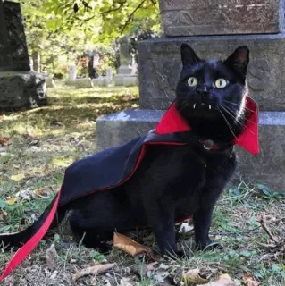 🧛 gatto, vampiro, halloween, animale domestico, gatto nero, mantello, animale telegram sticker