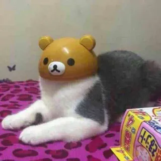 🐻 gatto, orso, animale, carino, divertente, gattino whatsapp sticker