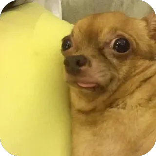 🫥 hond, chihuahua, grappig, meme, dier, huisdier telegram sticker