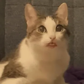 😳 mèo, động vật, thú cưng, mèo nhà, mèo con, dễ thương, hài hước telegram sticker