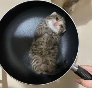 😩 gato, gatito, sartén, cocina, mono, animal telegram sticker