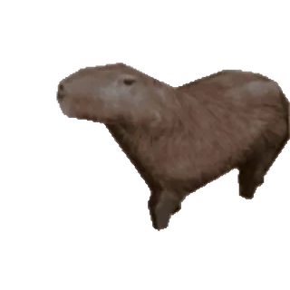 🦫 Capybara, rongeur, animal whatsapp sticker
