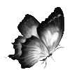 🦋
