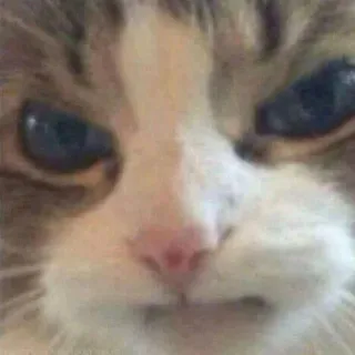 🐱 kucing, marah, meme, lucu, binatang, hewan peliharaan telegram sticker
