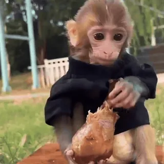 🍗 macaco, animal, fofo, mamífero, vida selvagem, símios, primata telegram sticker