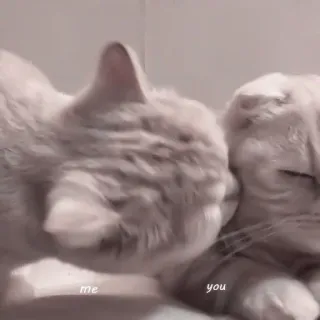 🐾 me you gatos, animales, cariñoso, lindo, amor, mascotas telegram sticker
