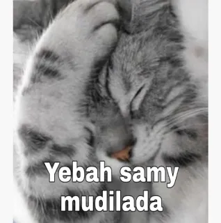 🤦‍♀️ Yebah samy mudilada gato, animal de estimação, sonolento, fofo, gatinho, animal telegram sticker