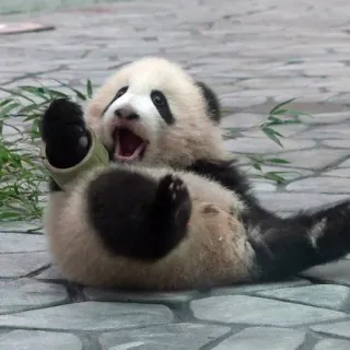 🐼 panda, animal, bébé panda, mignon, ours, petit whatsapp sticker
