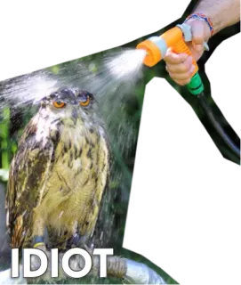 🐦 IDIOT сова, вода, шланг, раздраженный, идиот telegram sticker
