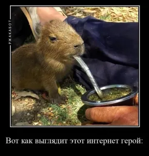Капибарский пон :: @fStikBot telegram stickers
