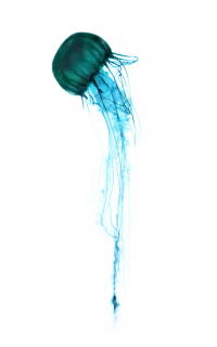 Jellyfish whatsapp stickers