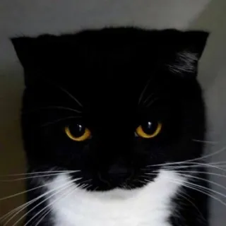 🙃 cat, animal, pet, black cat, domestic cat, yellow eyes whatsapp sticker