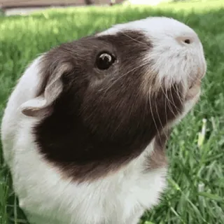 🐹 guinea pig, pet, animal, cute, rodent, mammal telegram sticker