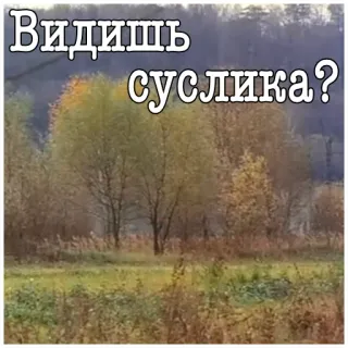 👀 Видишь суслика? กระรอก, สัตว์, ธรรมชาติ, คำถาม, มีม telegram sticker