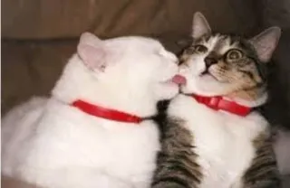 😩 cats, kissing, animals, pets, affection, cute telegram sticker