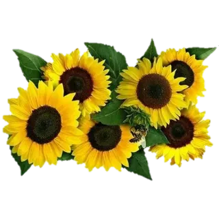 🌹 Sonnenblume, Blumen, Blumenmuster, Gelb, Natur, Pflanze, Strauß whatsapp sticker