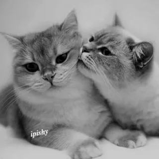 🕸 ipishy 猫, 小猫, 宠物, 动物, 可爱, 家猫 telegram sticker