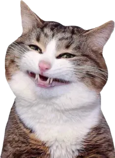 😁 cat, animal, pet, funny, meme, tabby telegram sticker