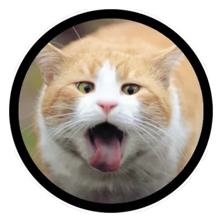 🤢 gato, animal, animal de estimação, fofo, meme, engraçado telegram sticker