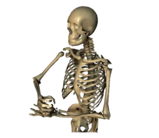✊ scheletro, anatomia, ossa, umano, anatomia, Halloween telegram sticker