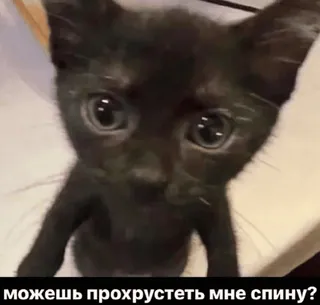 🥺 можешь прохрустеть мне спину? gatto, gattino, carino, animale, meme telegram sticker