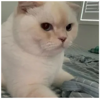 😾 gatto, animale, gatto domestico, animale domestico, carino, felino whatsapp sticker