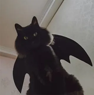 🦇 gatto, ali di pipistrello, halloween, animale, animale domestico, gatto nero, costume telegram sticker
