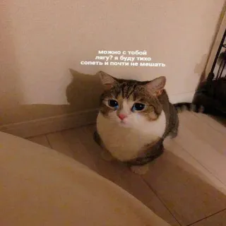 🥺 можно с тобой тихо лечь? я буду тихо сопеть и почти не мешать kucing, imut, meme, hewan, peliharaan, lucu, permintaan, tidur telegram sticker