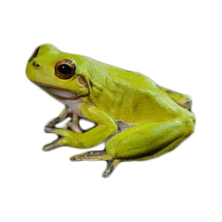 🐸 カエル, 両生類, 緑, 動物, 野生動物, 自然 telegram sticker