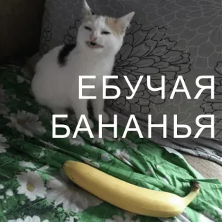 🍌 ЕБУЧАЯ БАНАНЬЯ gatto, banana, meme, offensivo telegram sticker