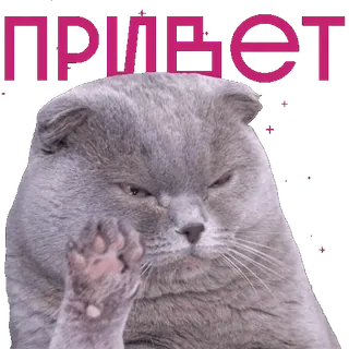 👋 ПРИВЕТ cat, hello, russian, greeting, animal, cute telegram sticker