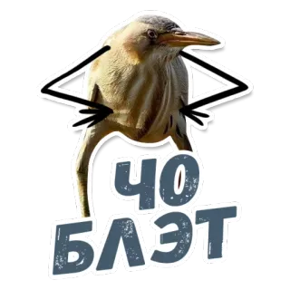 😠 ЧО БЛЯТ bird, sticker, offensive whatsapp sticker