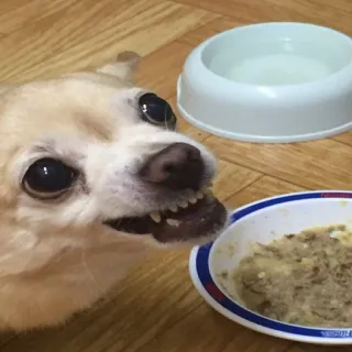 🐶 perro, chihuahua, comida, animal, mascota, gruñendo telegram sticker