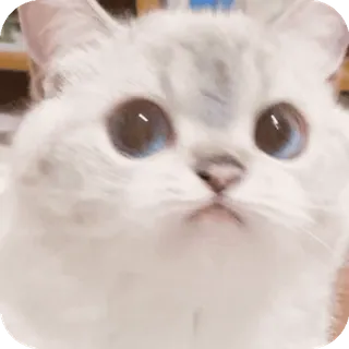 🌟 telegram sticker