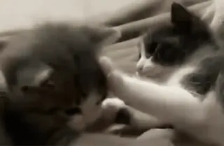 👩‍❤️‍💋‍👨 gato, gatinho, animal, animal de estimação, brincar, luta telegram sticker